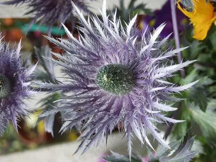 花卉，紫罗兰色，植物，性质，特写，锯齿状的花瓣