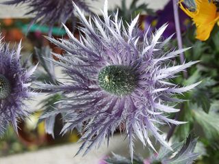 花卉，紫罗兰色，植物，性质，特写，锯齿状的花瓣