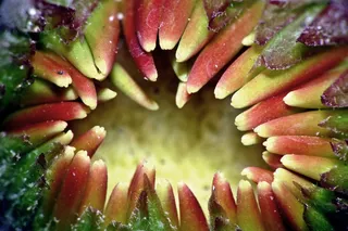 花的，植物，自然，开花，花瓣