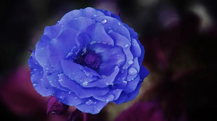 玫瑰，花，蓝色，花的，自然，开花，叶