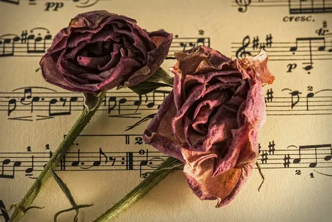 活页乐谱，手稿，旧时，浪漫，康乃馨