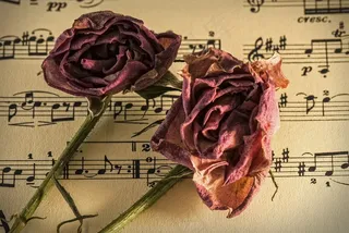 活页乐谱，手稿，旧时，浪漫，康乃馨