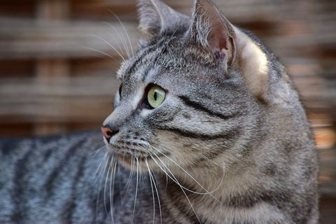 猫，宠物，动物肖像，黑白，条纹