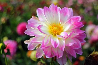 大丽花，大丽花，地热，植物，复合材料