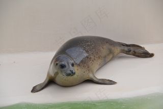 长袍，动物，水，哺乳动物，动物世界，北海