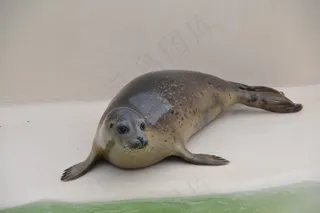 长袍，动物，水，哺乳动物，动物世界，北海