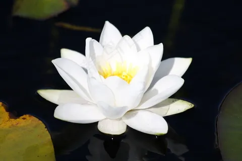 睡莲,水,水生植物,池塘,开花,盛开 睡莲,水,水生植物,池塘,开花,盛开