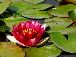 大自然，植物，水球，百合，百合，绿色