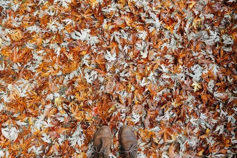 叶子，秋天，秋天，秋天的树叶，季节，橙色