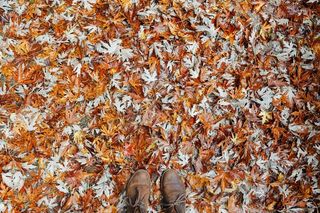 叶子，秋天，秋天，秋天的树叶，季节，橙色