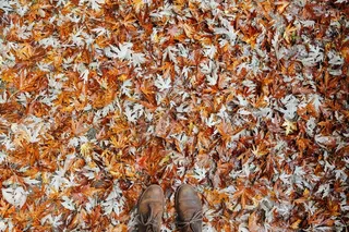 叶子，秋天，秋天，秋天的树叶，季节，橙色