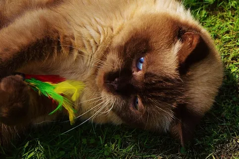 英国短毛猫，猫，戏剧，米氏，纯种，亲爱的