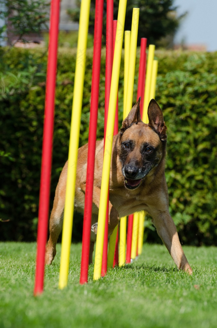 敏捷性，激流回旋，玛利诺犬，Hundesport，乐趣，体育，狗