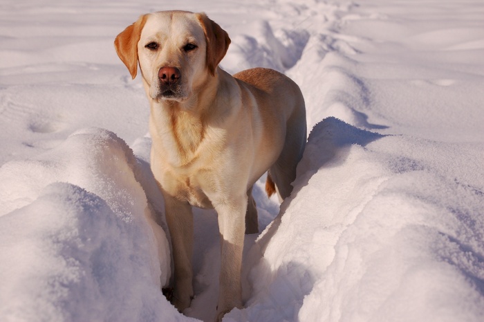 黄色拉布拉多犬，金，雪，宠物，家养