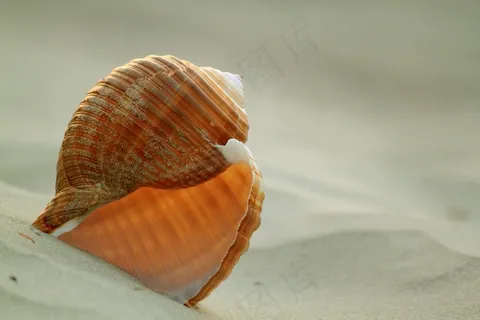 壳,蜗牛,蜗牛壳,沙,沙滩,假期 壳,蜗牛,蜗牛壳,沙,沙滩,假期