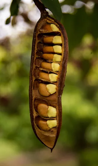 种子，种子荚，荚，树，Schotia Brachypetala