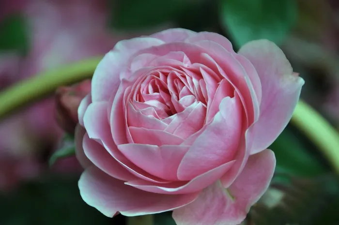 罗莎，性质，花，香水，美女，春天，花园
