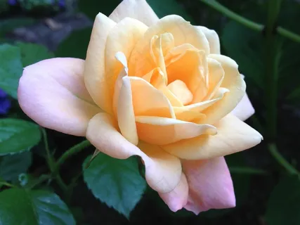 玫瑰,开花,花园,浪漫,柔和的阴影 玫瑰,开花,花园,浪漫,柔和的阴影