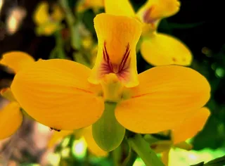 兰花，花，野花，花的，植物，自然