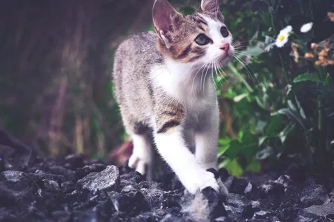 猫,小猫,Rozkošné 猫,小猫,Rozkošné