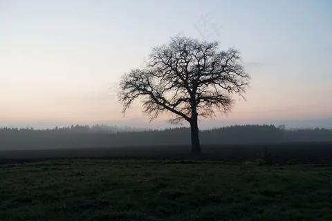 树,耕地,Abendstimmung,景观,田野,自然 树,耕地,Abendstimmung,景观,田野,自然