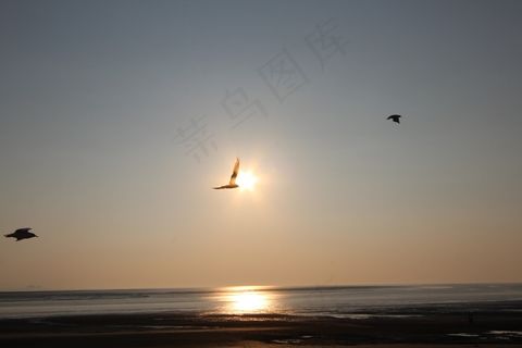 海滩，日落，海鸥，英格兰，布里斯托尔