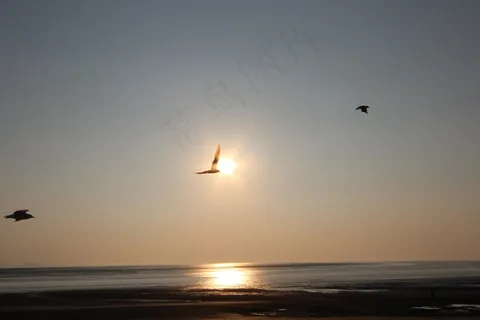 海滩，日落，海鸥，英格兰，布里斯托尔