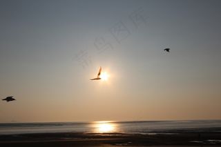 海滩，日落，海鸥，英格兰，布里斯托尔