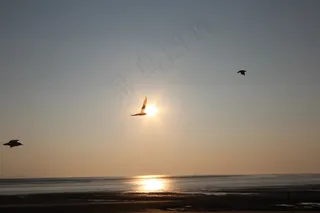 海滩，日落，海鸥，英格兰，布里斯托尔