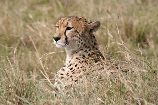 非洲动物，大猫，野生，野生动物，猫，非洲