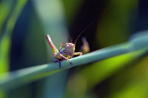 蚱hopper,昆虫,宏,Bug,自然,野生动物 蚱hopper,昆虫,宏,Bug,自然,野生动物