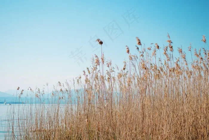 芦苇，植物，水，蓝色，天空，自然