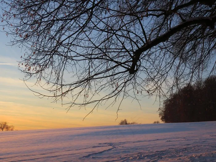 路，树，树枝，寒冬，冬季心情