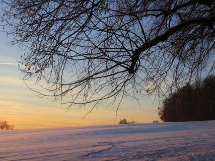 路，树，树枝，寒冬，冬季心情