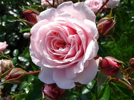 玫瑰,叶子,绿色,自然,花园 玫瑰,叶子,绿色,自然,花园