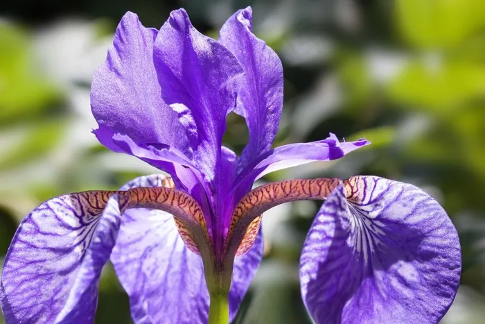鸢尾，鸢尾Pseudacorus，紫色鸢尾，植物，鸢尾科