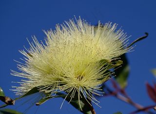 开花，花，白色，蓬松，树，澳大利亚