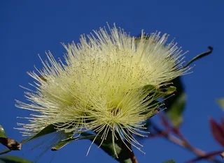 开花，花，白色，蓬松，树，澳大利亚