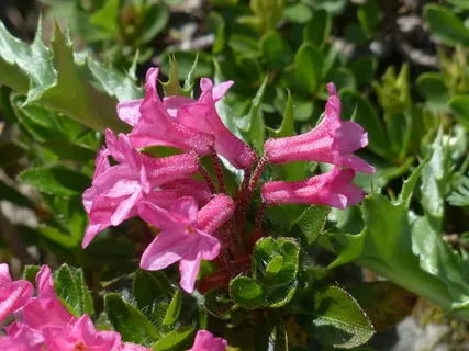 纤毛Alpenrose,花,高山玫瑰,粉红色 纤毛Alpenrose,花,高山玫瑰,粉红色