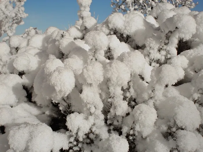 霜，雪，新西兰，冬天，灌木，雪球