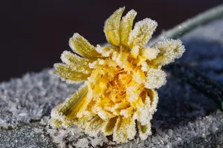 蒲公英，冰花，冻结，弗罗斯特，Eiskristalle