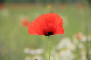 花，植物，鲜花，性质，开花，罂粟