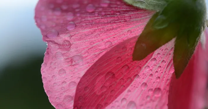 粉红色，花，自然，花的，花园，夏天，颜色