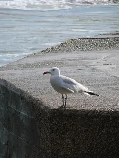 海鸥,港口,鸟,水,动物 海鸥,港口,鸟,水,动物