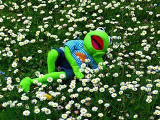 柯米特，青蛙，草地，雏菊，关注，放松，休息，乐趣