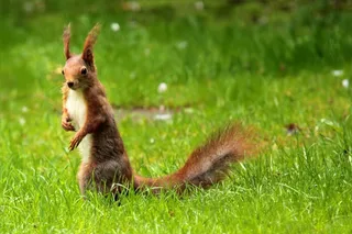 松鼠，布朗，花园，觅食，可爱