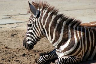 斑马，条纹，动物，头