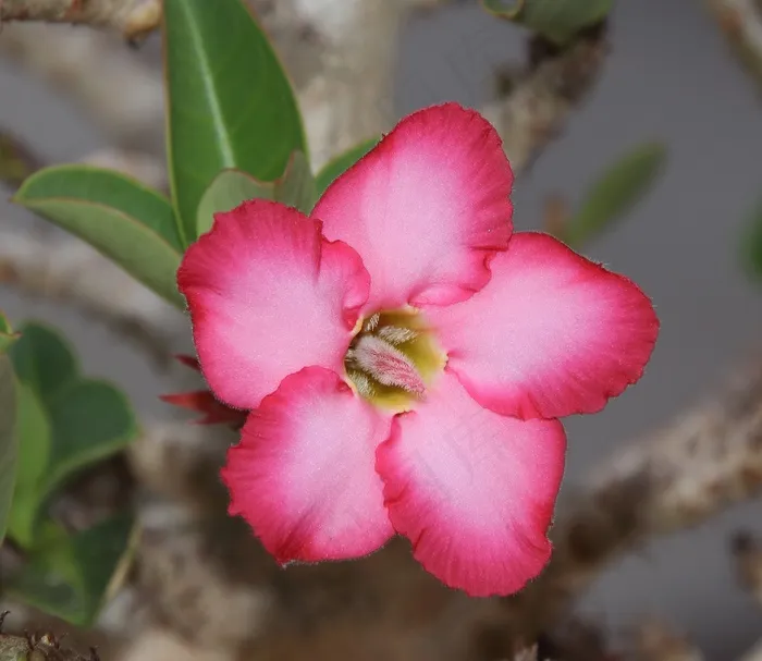 夹竹桃，花，沙漠花，花瓣，粉红色的花