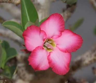 夹竹桃,花,沙漠花,花瓣,粉红色的花 夹竹桃,花,沙漠花,花瓣,粉红色的花