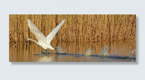 天鹅，动物，水禽，美洲天鹅，飞